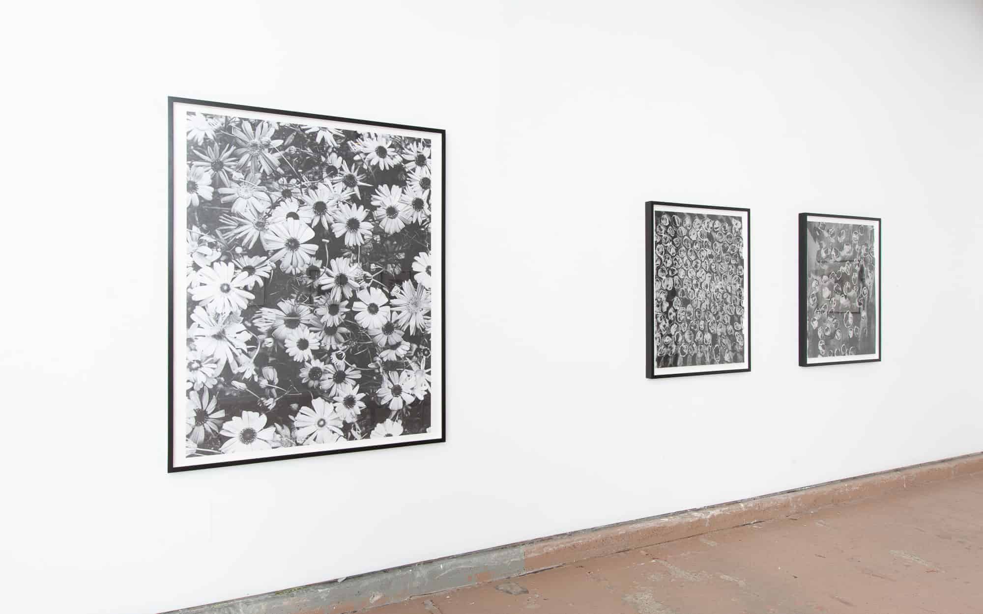 Sondra Meszaros's Camoufleurs black and white flower artwork